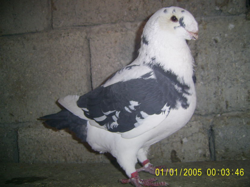 M - 2014 - americani matca - 2017