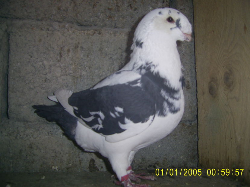 PIC_2975 - americani matca - 2017