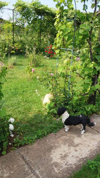  - Trandafirii din gradina magica