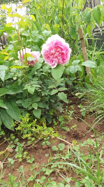  - Cottage rose