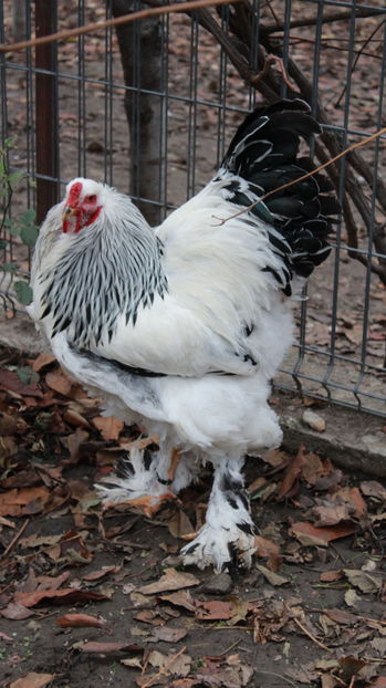  - cocosi HD pentru 2017