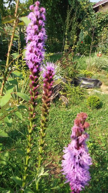  - Trandafirii din gradina magica