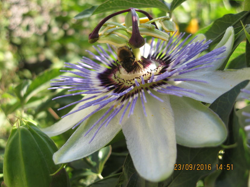 Picture 7438 - Passiflora caerulea