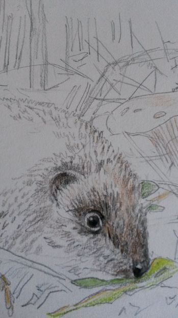 de pe mobil octombrie 2015 1149