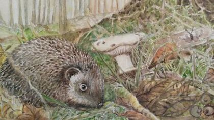 de pe mobil octombrie 2015 1239