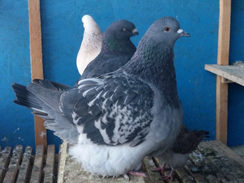  - 13 Mondain Francez