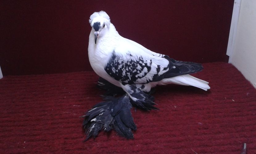 01. Femela EE RO 16 1977