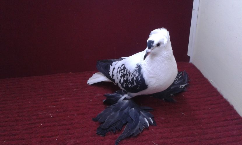 02. Femela EE RO 16 1977