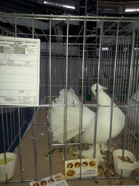  - Expo Craiova - Fauna Baniei 2016