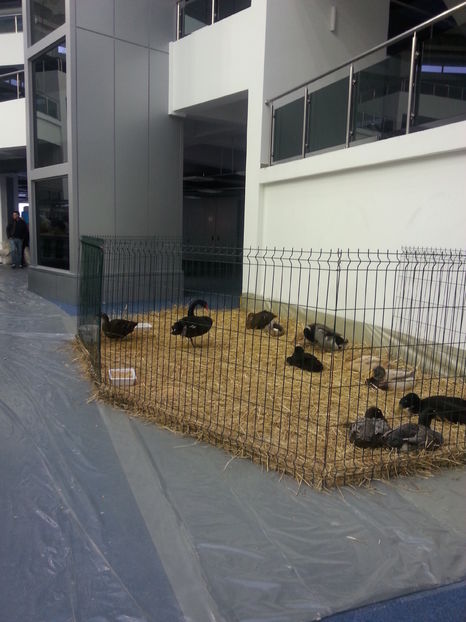  - Expo Craiova - Fauna Baniei 2016