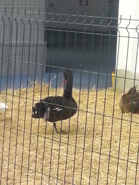  - Expo Craiova - Fauna Baniei 2016