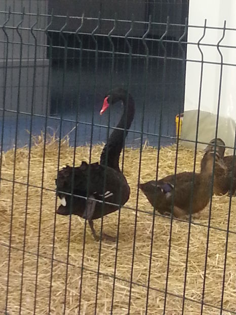  - Expo Craiova - Fauna Baniei 2016