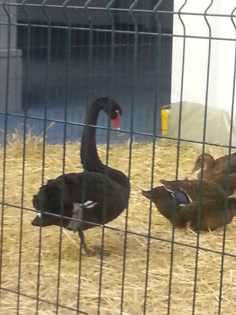  - Expo Craiova - Fauna Baniei 2016