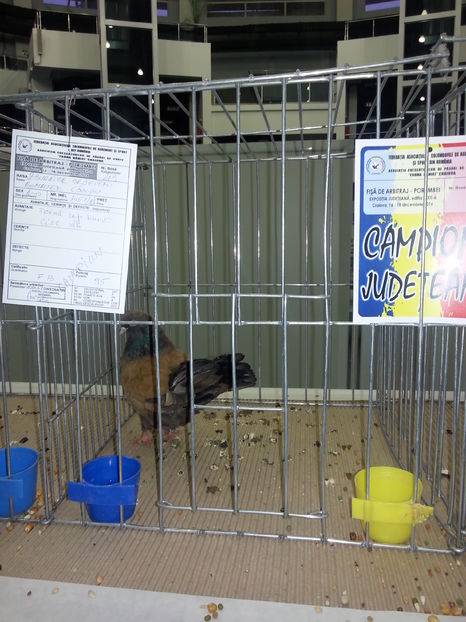  - Expo Craiova - Fauna Baniei 2016