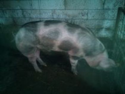  - PORCI