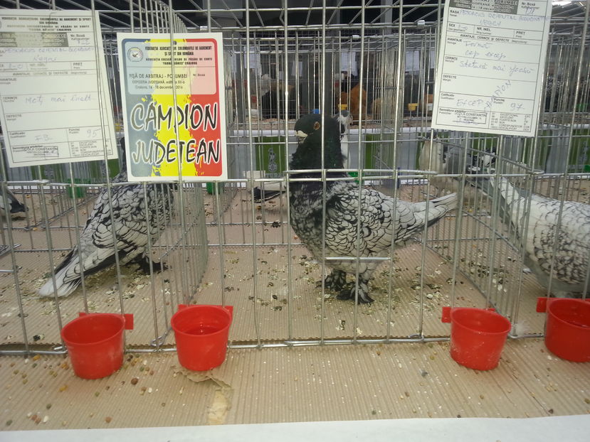  - Expo Craiova - Fauna Baniei 2016