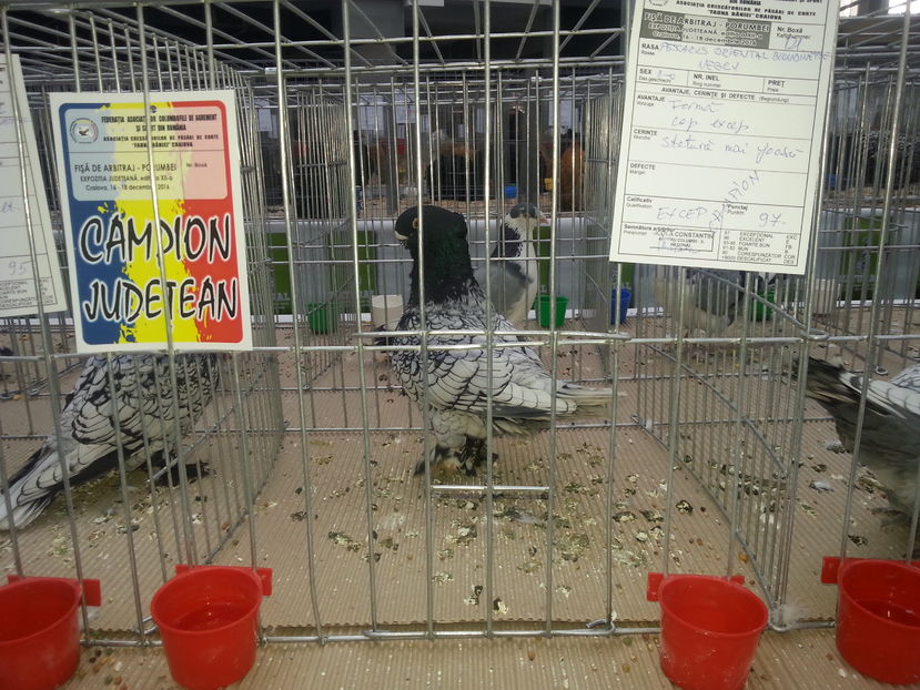  - Expo Craiova - Fauna Baniei 2016