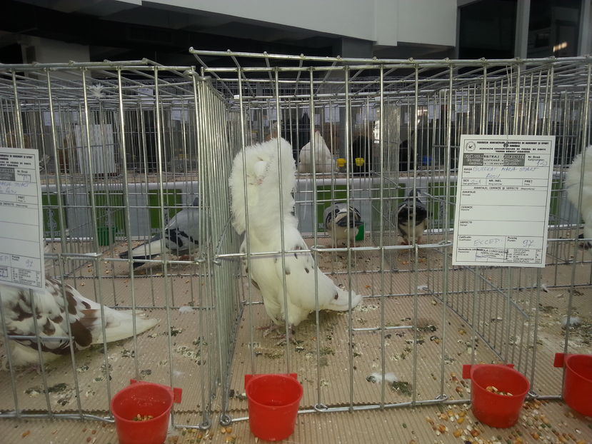  - Expo Craiova - Fauna Baniei 2016