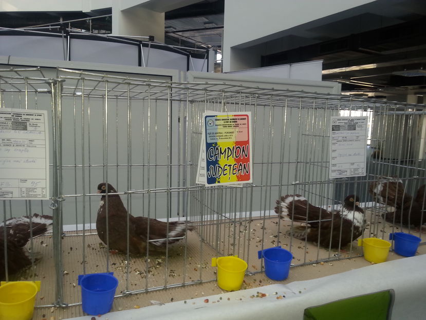  - Expo Craiova - Fauna Baniei 2016