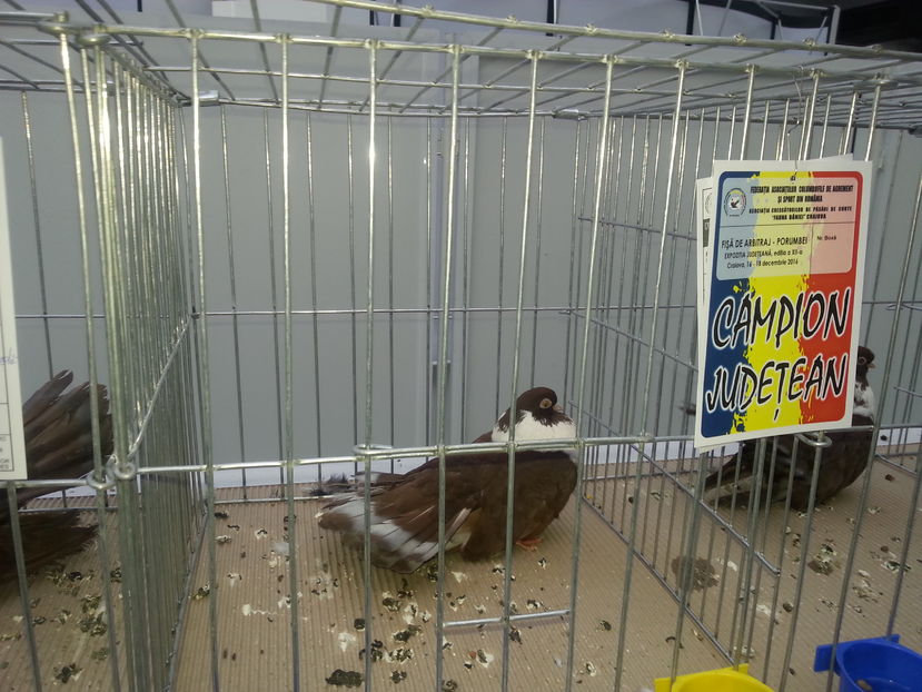  - Expo Craiova - Fauna Baniei 2016