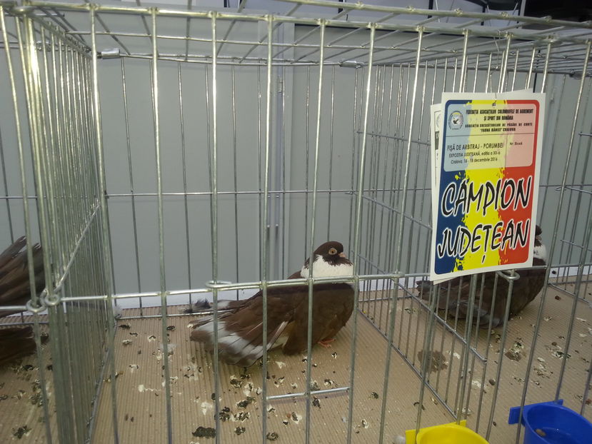  - Expo Craiova - Fauna Baniei 2016