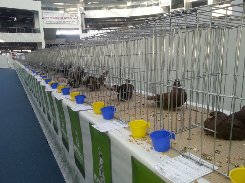  - Expo Craiova - Fauna Baniei 2016