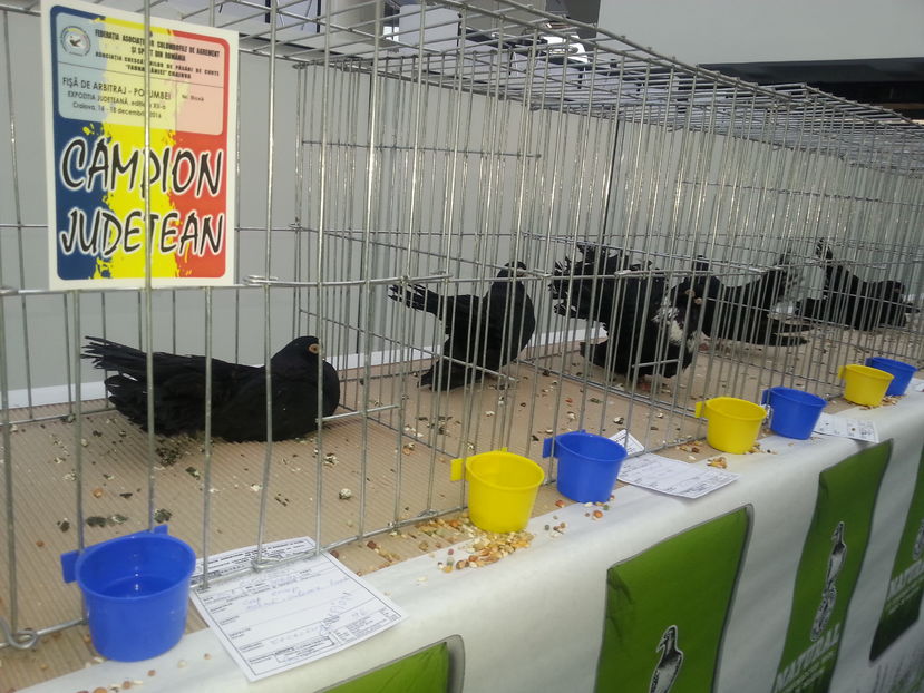  - Expo Craiova - Fauna Baniei 2016