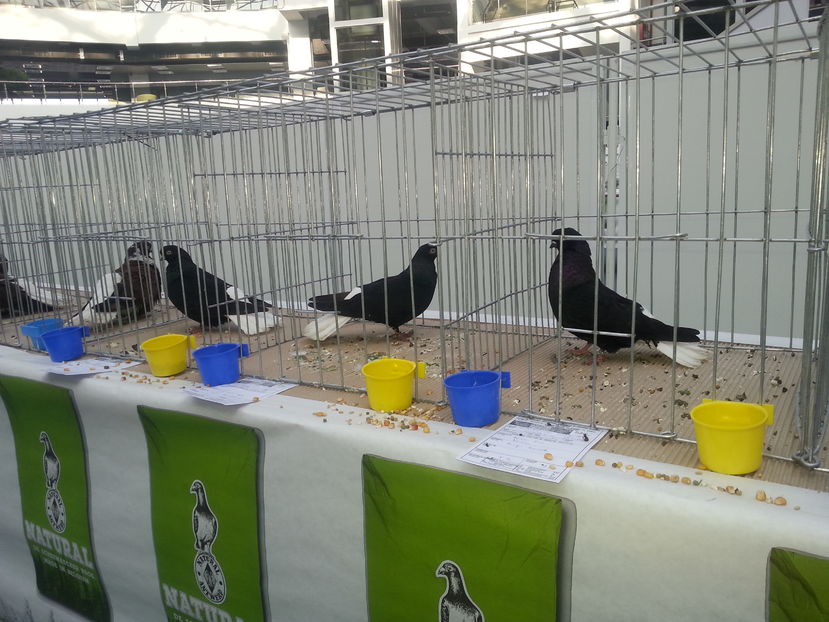  - Expo Craiova - Fauna Baniei 2016