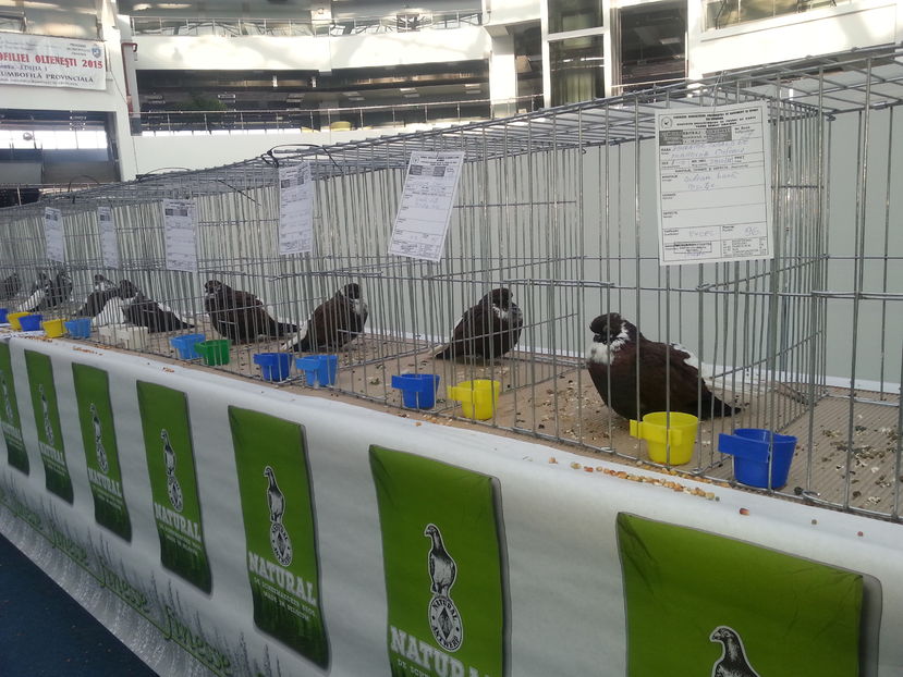  - Expo Craiova - Fauna Baniei 2016
