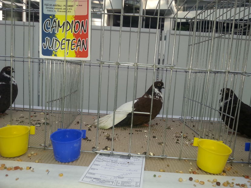  - Expo Craiova - Fauna Baniei 2016