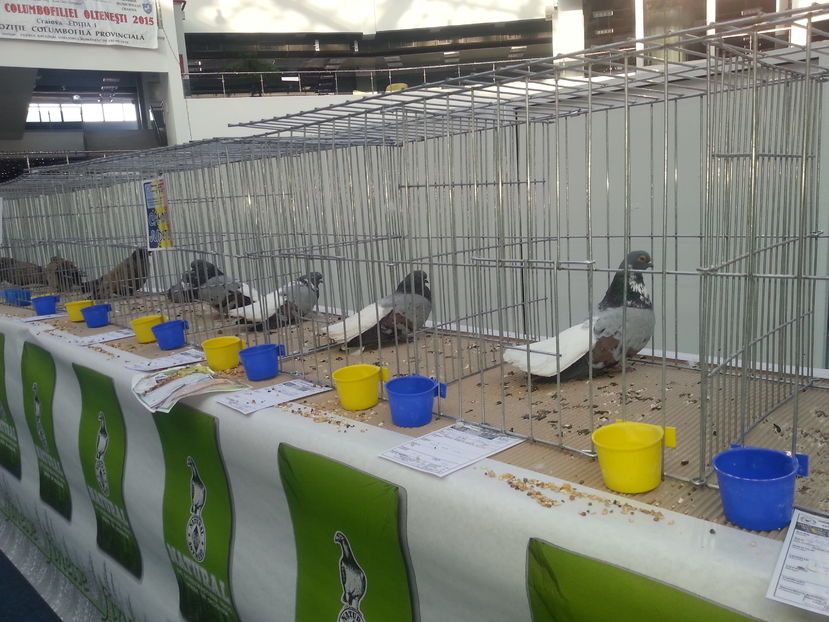 - Expo Craiova - Fauna Baniei 2016