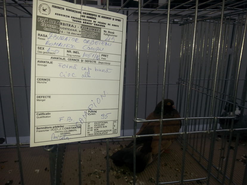  - Expo Craiova - Fauna Baniei 2016