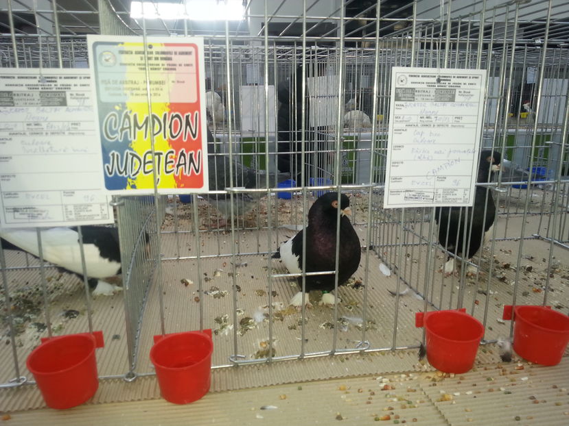  - Expo Craiova - Fauna Baniei 2016
