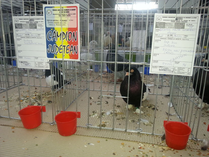  - Expo Craiova - Fauna Baniei 2016