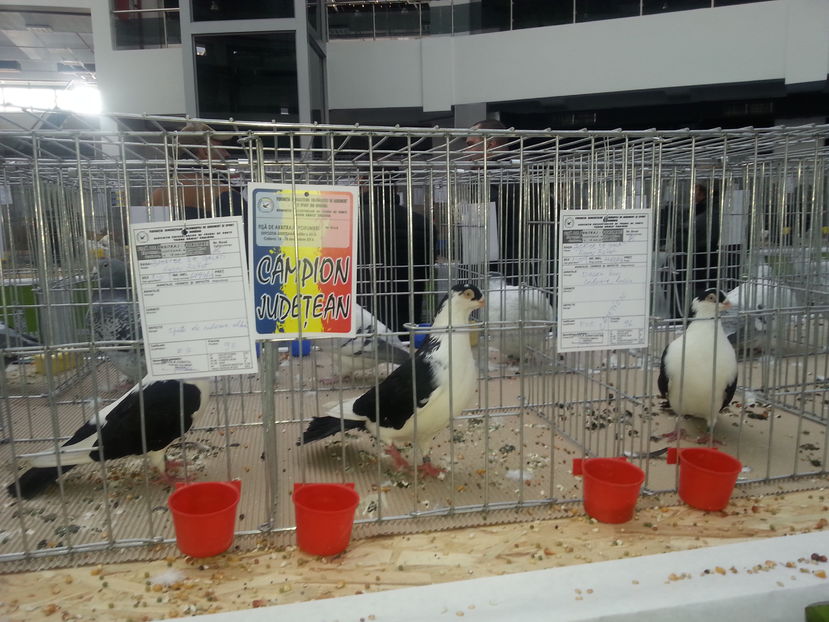  - Expo Craiova - Fauna Baniei 2016