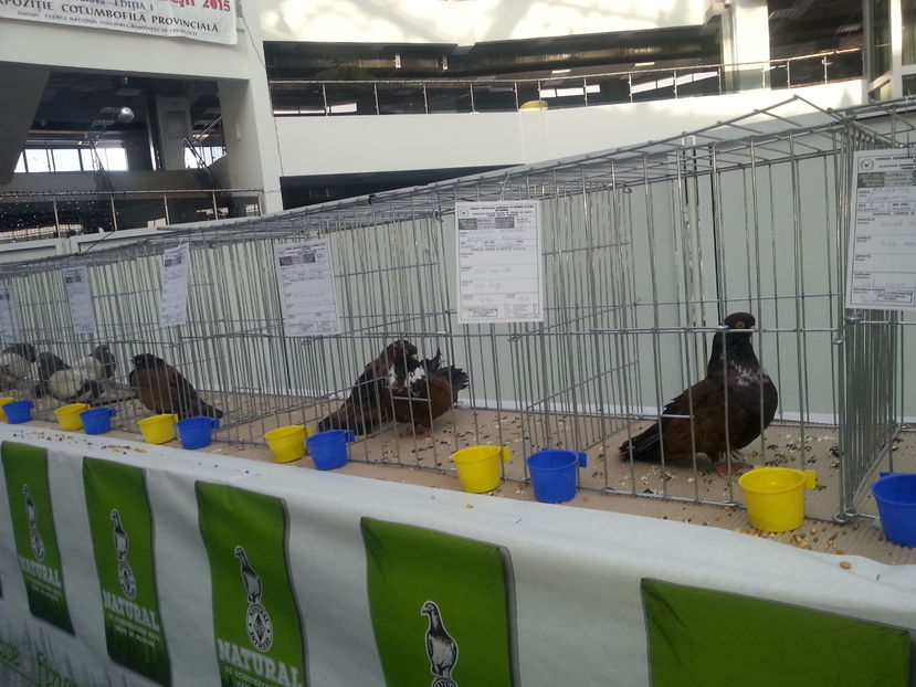  - Expo Craiova - Fauna Baniei 2016