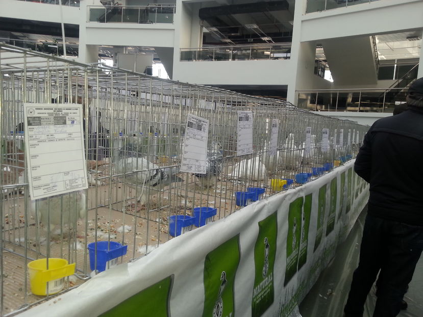  - Expo Craiova - Fauna Baniei 2016