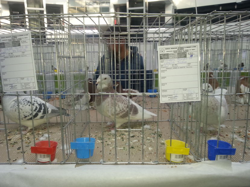  - Expo Craiova - Fauna Baniei 2016