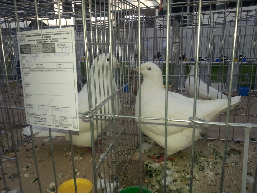  - Expo Craiova - Fauna Baniei 2016