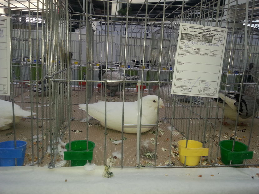  - Expo Craiova - Fauna Baniei 2016