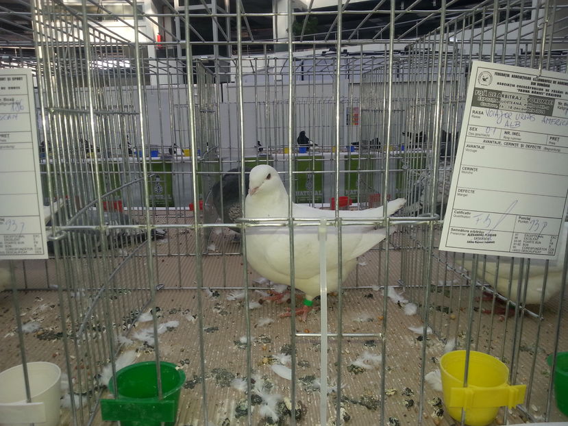  - Expo Craiova - Fauna Baniei 2016