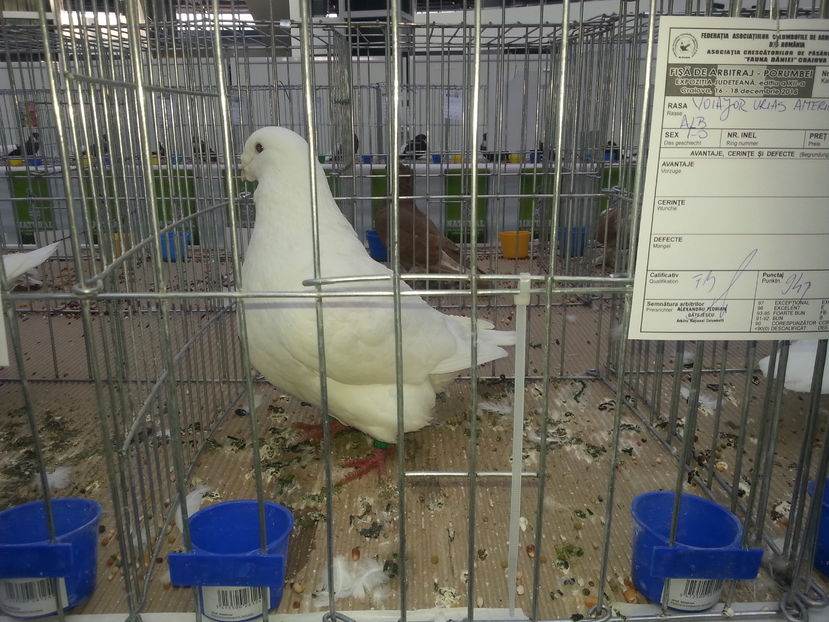  - Expo Craiova - Fauna Baniei 2016