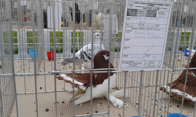  - Expo Craiova - Fauna Baniei 2016