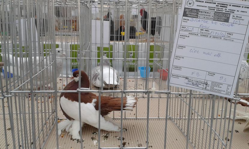  - Expo Craiova - Fauna Baniei 2016