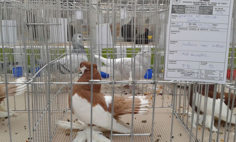  - Expo Craiova - Fauna Baniei 2016