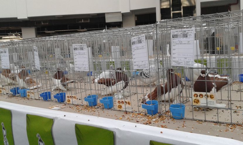  - Expo Craiova - Fauna Baniei 2016