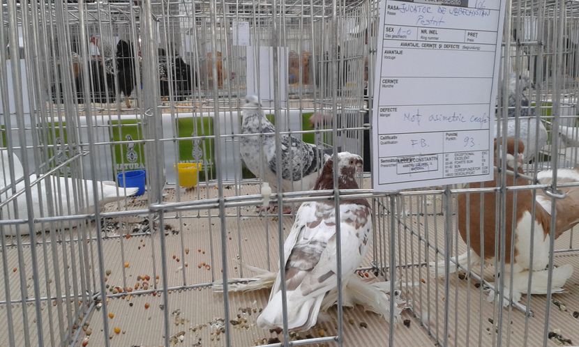  - Expo Craiova - Fauna Baniei 2016