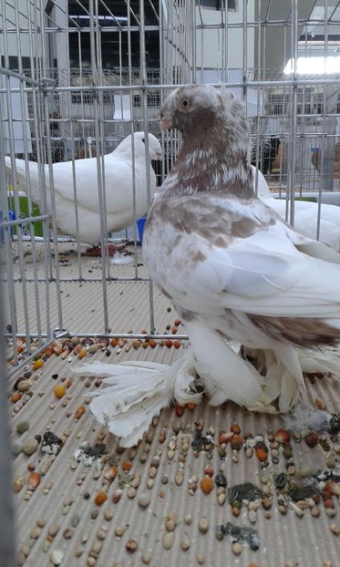  - Expo Craiova - Fauna Baniei 2016