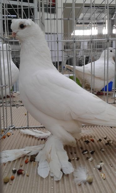  - Expo Craiova - Fauna Baniei 2016