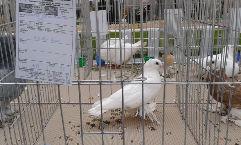  - Expo Craiova - Fauna Baniei 2016